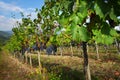 Black grapes in a Vineyards in Chianti Royalty Free Stock Photo