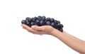 Black grapes. Woman holding big bunch of grapes Royalty Free Stock Photo