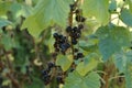 Black grappe on a vineyard Royalty Free Stock Photo