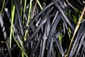 Black Grass Royalty Free Stock Photo