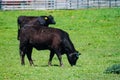 Black Grass Fed Beef Cow Grazing