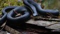 A black grass snake lies on a dry trunk of a fallen tree among green grass and moss. Royalty Free Stock Photo