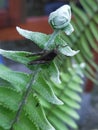 Black grasshoper on green leaves