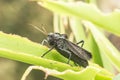 Black grasshopper