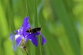 Black grasshopper on flower