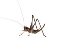 Black grasshopper isolated on white