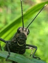 The black grasshopper perched on the leaf