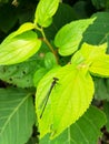 A black grasshopper is sitting on green leaves