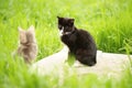 Black and gray cats are talking in a sunny spring garden Royalty Free Stock Photo