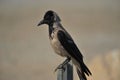 Black and gray crow closeup