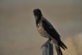 Black and gray crow closeup