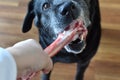 black gray dog gnaws bone Royalty Free Stock Photo