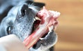 black gray dog gnaws on bone