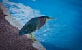 mangrove heron, little heron, striated Heron, green heron