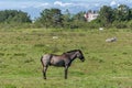 Black and gray horse grazing on a green field, in Campeche, Florianopolis, Brazil Royalty Free Stock Photo