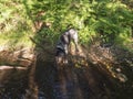 Black gray hunting dog crossbreed labrador playing and retrieving stick in mouth at summer forest creak with lush green