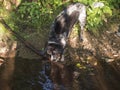 Black gray hunting dog crossbreed labrador playing and retrieving stick in mouth at summer forest creak with lush green