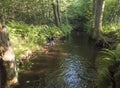 Black gray hunting dog crossbreed labrador playing and retrieving stick in mouth at summer forest creak with lush green