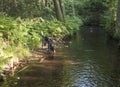 Black gray hunting dog crossbreed labrador playing and retrieving stick in mouth at summer forest creak with lush green