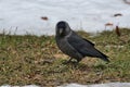 Black gray jackdaw on a spring thawed patch.