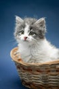 Black and gray kitten on dark blue background in wicker basket