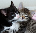 Black and gray kitten resting Royalty Free Stock Photo