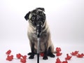 Black and gray Pug Singer singing to the mic in White Photo Studio Background - Red flowers on the floor