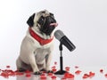Black and gray Pug Singer singing to the mic in White Photo Studio Background - wearing Red dog collar and flowers on the floor