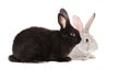 Black and gray rabbits sitting together