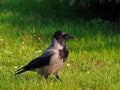A black and gray rook walking on the grass Royalty Free Stock Photo