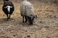 Black and gray sheep graze on the farm in an aviary