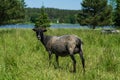 Black and gray sheep standing in green field in sunlight