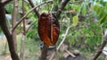 black and gray star fruit rot on the tree because it is attacked by pests