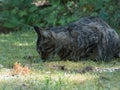 Black and gray striped cat laying in a lawn Royalty Free Stock Photo