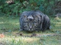 Black and gray striped cat laying in a lawn Royalty Free Stock Photo
