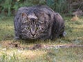 Black and gray striped cat laying in a lawn Royalty Free Stock Photo