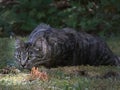Black and gray striped cat laying in a lawn Royalty Free Stock Photo