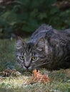 Black and gray striped cat laying in a lawn Royalty Free Stock Photo
