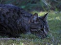 Black and gray striped cat laying in a lawn Royalty Free Stock Photo