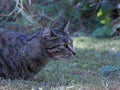 Black and gray striped cat laying in a lawn Royalty Free Stock Photo