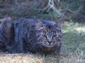 Black and gray striped cat laying in a lawn Royalty Free Stock Photo