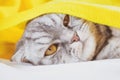 A black and gray striped Scottish fold cat sleeps on a sofa under a yellow plaid. Royalty Free Stock Photo