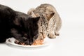 Black and gray tabby cats eating cat food. Royalty Free Stock Photo