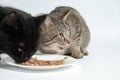 Black and gray tabby cats eating cat food. Royalty Free Stock Photo