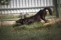 Black and gray wolf in zoo