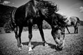 Black grazing horse in monochrome close-up