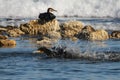 Black great cormorant birds splashing in the sea on a bright sunny day