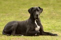 Black Great Dane dog