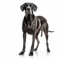 Black Great Dane Dog Standing On White Background Royalty Free Stock Photo