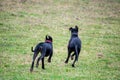 Great Dane dogs Royalty Free Stock Photo